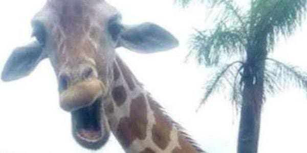 AA Employees get Photobombed by a Giraffe