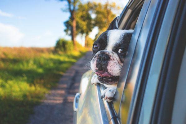 4 in 10 Pet Owners Admit Leaving Animals Alone in Vehicle