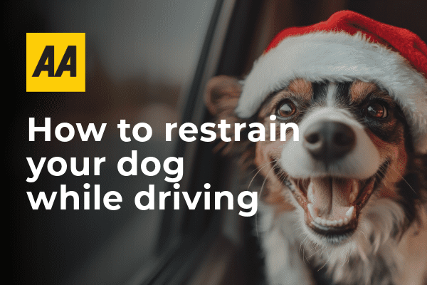 Driving with dogs - how to safely restrain your pet