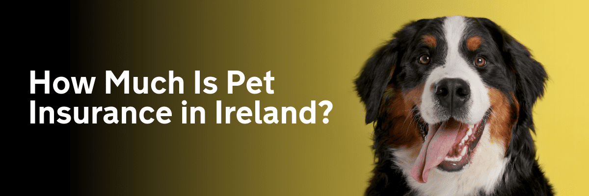 How Much Is Pet Insurance in Ireland? A Complete 2025 Cost Guide